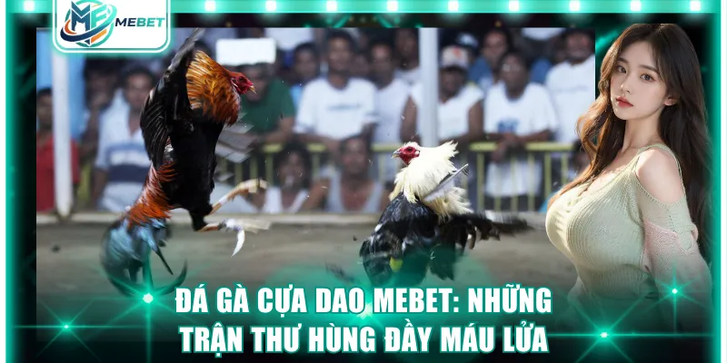 Đá gà cựa dao