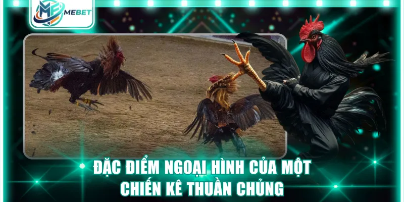 Đặc điểm ngoại hình dễ nhận biết của một chiến kê thuần chủng