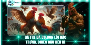 gà tre đá