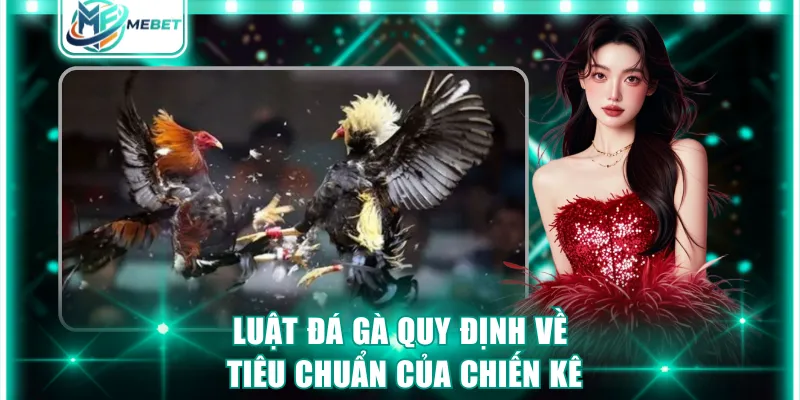 Luật đá gà quy định về tiêu chuẩn của chiến kê